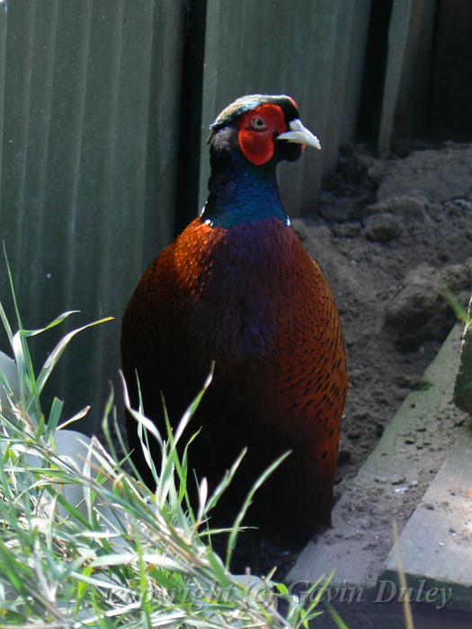 Pheasant on Pheasant Farm - Maggie Beer's farm shop, Barossa Valley P1080593.JPG - Maggie Beer's farm shop - Pheasant Farm